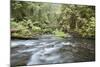 Barnes Creek Through Forest, Olympic National Park, Washington, USA-Jaynes Gallery-Mounted Photographic Print