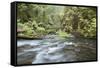 Barnes Creek Through Forest, Olympic National Park, Washington, USA-Jaynes Gallery-Framed Stretched Canvas