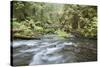 Barnes Creek Through Forest, Olympic National Park, Washington, USA-Jaynes Gallery-Stretched Canvas