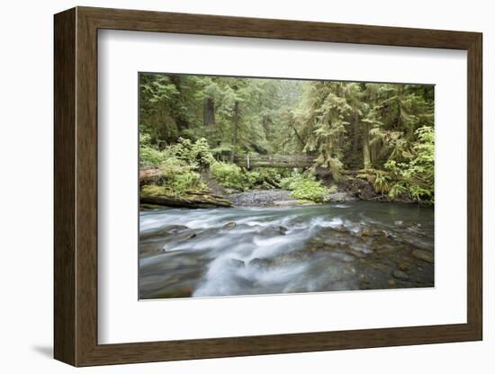 Barnes Creek Through Forest, Olympic National Park, Washington, USA-Jaynes Gallery-Framed Photographic Print