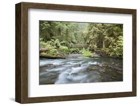 Barnes Creek Through Forest, Olympic National Park, Washington, USA-Jaynes Gallery-Framed Photographic Print