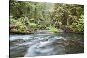 Barnes Creek Through Forest, Olympic National Park, Washington, USA-Jaynes Gallery-Stretched Canvas