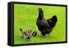 Barnevelder Double Laced Mother with Chickens Summer-null-Framed Stretched Canvas