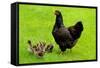 Barnevelder Double Laced Mother with Chickens Summer-null-Framed Stretched Canvas
