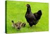 Barnevelder Double Laced Mother with Chickens Summer-null-Stretched Canvas