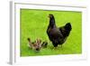 Barnevelder Double Laced Mother with Chickens Summer-null-Framed Photographic Print