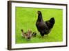 Barnevelder Double Laced Mother with Chickens Summer-null-Framed Photographic Print