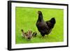 Barnevelder Double Laced Mother with Chickens Summer-null-Framed Photographic Print