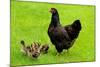 Barnevelder Double Laced Mother with Chickens Summer-null-Mounted Photographic Print