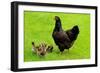 Barnevelder Double Laced Mother with Chickens Summer-null-Framed Photographic Print