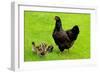 Barnevelder Double Laced Mother with Chickens Summer-null-Framed Photographic Print