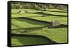 Barns and Dry Stone Walls at Gunnerside-John Woodworth-Framed Stretched Canvas