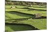 Barns and Dry Stone Walls at Gunnerside-John Woodworth-Mounted Photographic Print