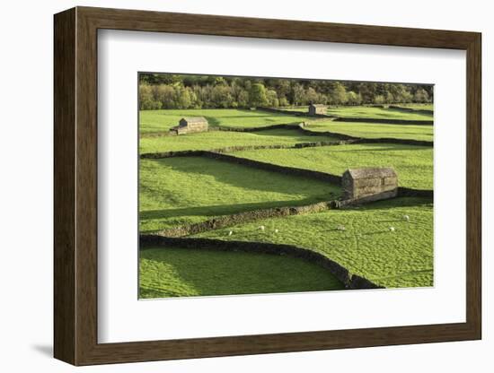 Barns and Dry Stone Walls at Gunnerside-John Woodworth-Framed Photographic Print