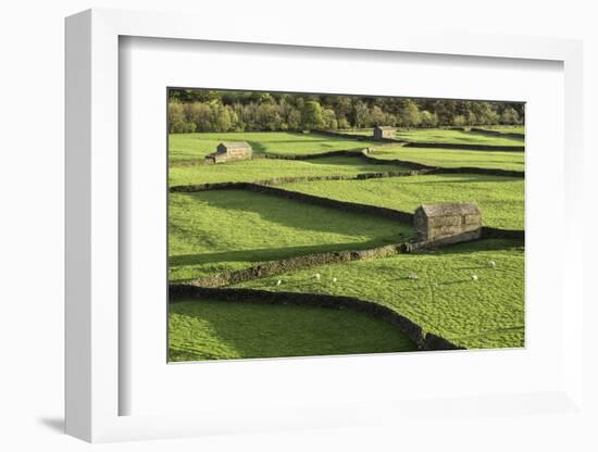 Barns and Dry Stone Walls at Gunnerside-John Woodworth-Framed Photographic Print