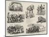 Barnum's Show at Olympia, Sketches Behind the Scenes-null-Mounted Premium Giclee Print