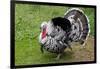 Barnyard Tom Turkey, Farmers' Museum, Cooperstown, New York, USA-Cindy Miller Hopkins-Framed Photographic Print