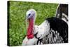 Barnyard Tom Turkey, Farmers' Museum, Cooperstown, New York, USA-Cindy Miller Hopkins-Stretched Canvas