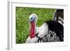 Barnyard Tom Turkey, Farmers' Museum, Cooperstown, New York, USA-Cindy Miller Hopkins-Framed Photographic Print