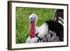 Barnyard Tom Turkey, Farmers' Museum, Cooperstown, New York, USA-Cindy Miller Hopkins-Framed Photographic Print