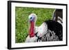 Barnyard Tom Turkey, Farmers' Museum, Cooperstown, New York, USA-Cindy Miller Hopkins-Framed Photographic Print