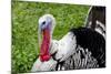 Barnyard Tom Turkey, Farmers' Museum, Cooperstown, New York, USA-Cindy Miller Hopkins-Mounted Photographic Print