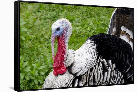 Barnyard Tom Turkey, Farmers' Museum, Cooperstown, New York, USA-Cindy Miller Hopkins-Framed Stretched Canvas