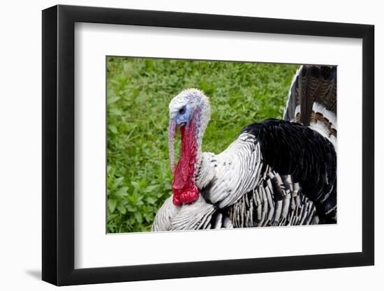 Barnyard Tom Turkey, Farmers' Museum, Cooperstown, New York, USA-Cindy Miller Hopkins-Framed Photographic Print