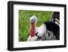 Barnyard Tom Turkey, Farmers' Museum, Cooperstown, New York, USA-Cindy Miller Hopkins-Framed Photographic Print