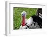 Barnyard Tom Turkey, Farmers' Museum, Cooperstown, New York, USA-Cindy Miller Hopkins-Framed Photographic Print