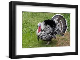 Barnyard Tom Turkey, Farmers' Museum, Cooperstown, New York, USA-Cindy Miller Hopkins-Framed Photographic Print