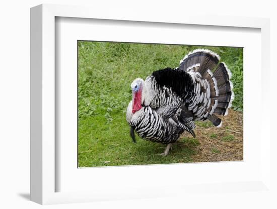 Barnyard Tom Turkey, Farmers' Museum, Cooperstown, New York, USA-Cindy Miller Hopkins-Framed Photographic Print