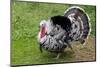 Barnyard Tom Turkey, Farmers' Museum, Cooperstown, New York, USA-Cindy Miller Hopkins-Mounted Photographic Print