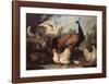 Barnyard with Chickens-Melchior d'Hondecoeter-Framed Art Print