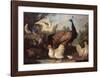 Barnyard with Chickens-Melchior d'Hondecoeter-Framed Art Print