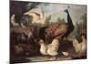 Barnyard with Chickens-Melchior d'Hondecoeter-Mounted Art Print