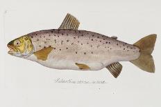 Hand Colored Enraving of a Salmon, 1785-1794-Baron Carl Von Meidinger-Framed Stretched Canvas