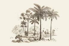 Palm Trees-Baron De Montalemert-Art Print