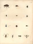 Beetles and Wasps-Baron Friedrich von Humboldt-Stretched Canvas
