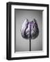 Baroque 5-Design Fabrikken-Framed Photographic Print