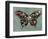 Baroque Buttrerfly-Aimee Wilson-Framed Art Print