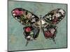 Baroque Buttrerfly-Aimee Wilson-Mounted Art Print