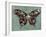 Baroque Buttrerfly-Aimee Wilson-Framed Art Print