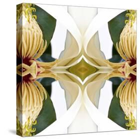 Baroque Magnolia-Rose Anne Colavito-Stretched Canvas