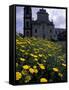 Baroque Style Cathedral and Yellow Daisies, Lipari, Sicily, Italy-Michele Molinari-Framed Stretched Canvas