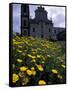 Baroque Style Cathedral and Yellow Daisies, Lipari, Sicily, Italy-Michele Molinari-Framed Stretched Canvas