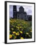 Baroque Style Cathedral and Yellow Daisies, Lipari, Sicily, Italy-Michele Molinari-Framed Premium Photographic Print