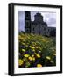 Baroque Style Cathedral and Yellow Daisies, Lipari, Sicily, Italy-Michele Molinari-Framed Photographic Print