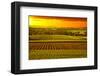 Barossa Vineyards Australia-null-Framed Art Print