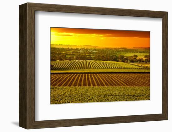 Barossa Vineyards Australia-null-Framed Art Print